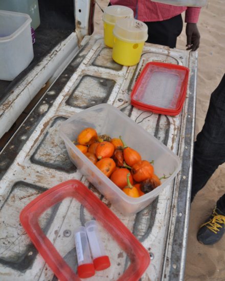 Tanzania: Encuesta de moscas de la fruta